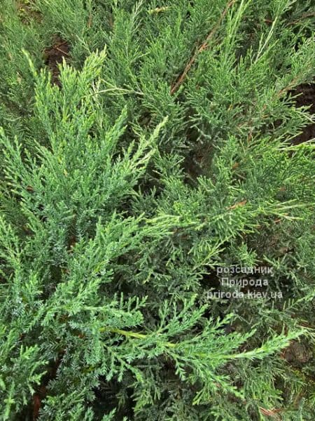 Ялівець козацький Тамарісціфолія (Juniperus sabina Tamariscifolia) ФОТО