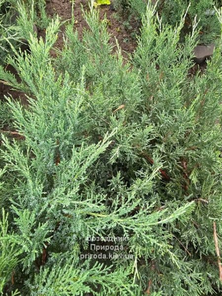 Ялівець козацький Тамарісціфолія (Juniperus sabina Tamariscifolia) ФОТО