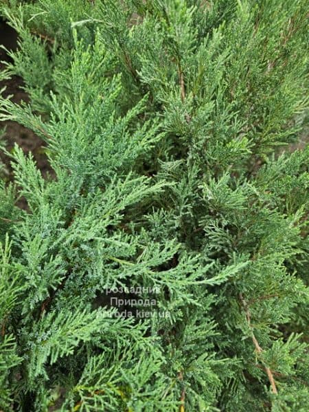 Ялівець козацький Тамарісціфолія (Juniperus sabina Tamariscifolia) ФОТО