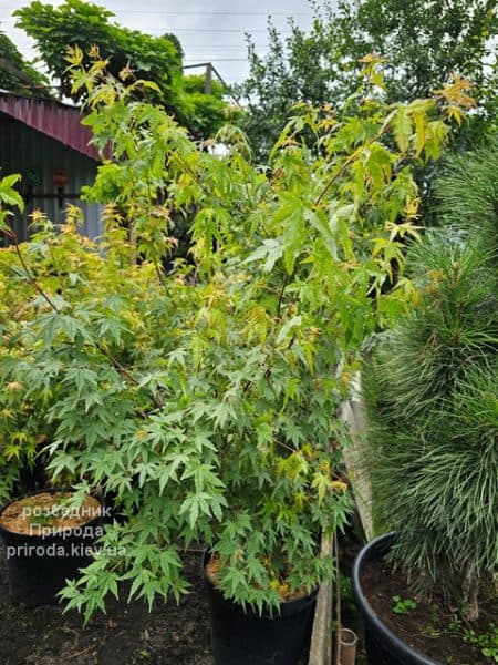 Клен японський Вілсонс Пінк Дварф (Acer palmatum Wilson's Pink Dwarf) ФОТО Розсадник рослин Природа (1)