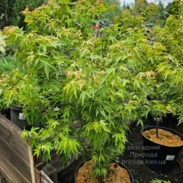 Клен пальмолистий Вілсонс Пінк Дварф (Acer palmatum Wilson's Pink Dwarf) ФОТО