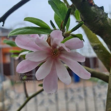 Магнолія зірчаста Розеа (Magnolia stellata Rosea) ФОТО