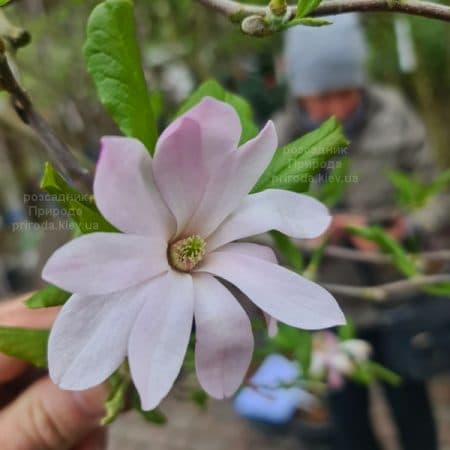 Магнолія зірчаста Розеа (Magnolia stellata Rosea) ФОТО