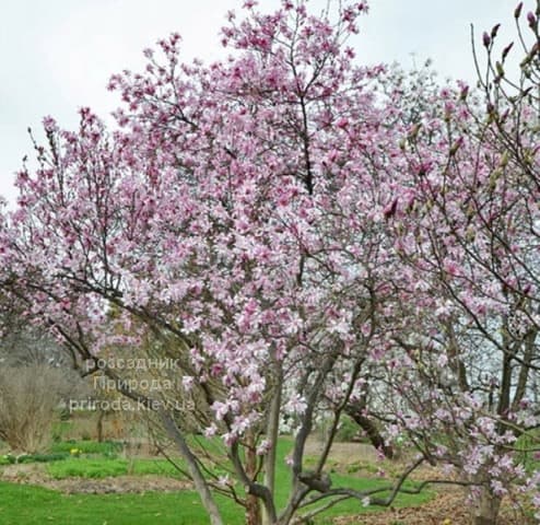 Магнолія зірчаста Розеа (Magnolia stellata Rosea) ФОТО
