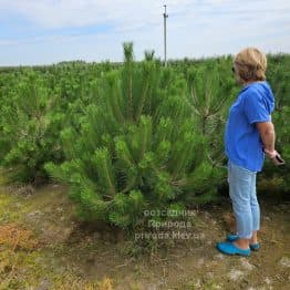 Сосна чорна австрійська (Pinus nigra austriaca) ФОТО