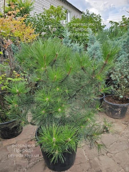 Сосна чорна австрійська (Pinus nigra austriaca) ФОТО
