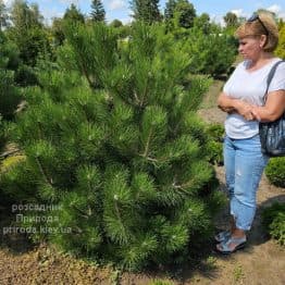 Сосна чорна австрійська (Pinus nigra austriaca) ФОТО