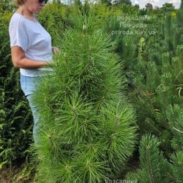 Сосна чорна Пірамідаліс (Pinus nigra Piramidalis) ФОТО