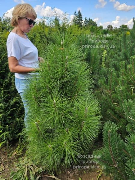 Сосна чорна Пірамідаліс (Pinus nigra Piramidalis) ФОТО