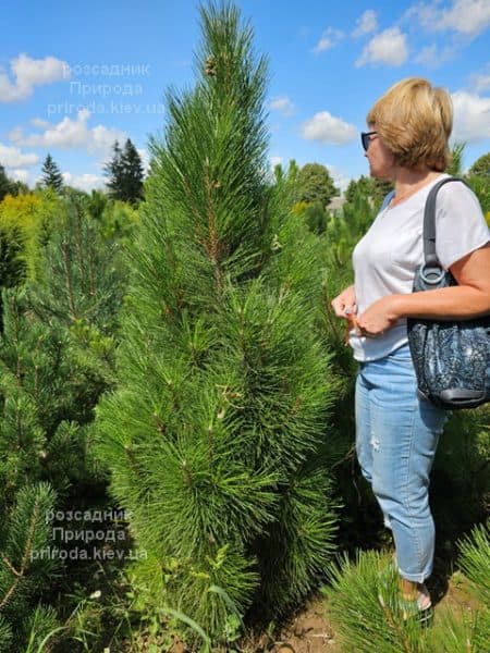 Сосна чорна Пірамідаліс (Pinus nigra Piramidalis) ФОТО