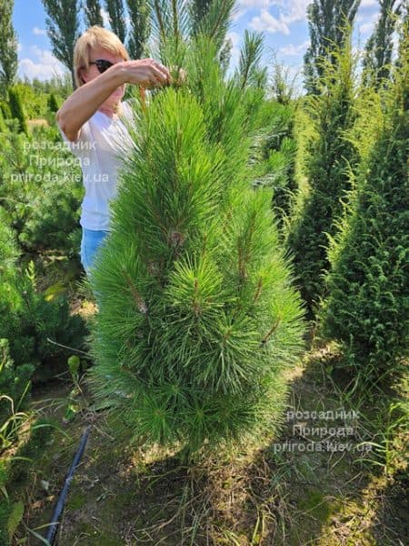 Сосна чорна Пірамідаліс (Pinus nigra Piramidalis) ФОТО