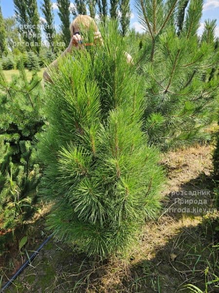 Сосна чорна Пірамідаліс (Pinus nigra Piramidalis) ФОТО