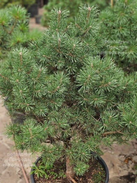 Сосна сильвестрис (Pinus sylvestris) ФОТО