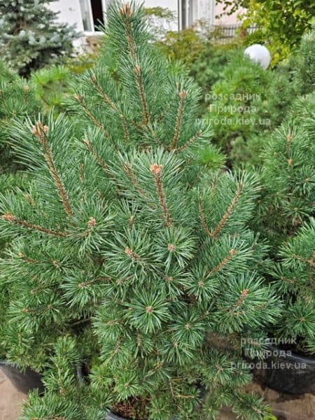 Сосна сильвестрис (Pinus sylvestris) ФОТО