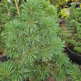 Сосна сильвестрис (Pinus sylvestris) ФОТО