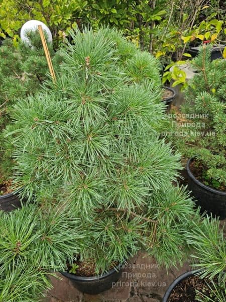 Сосна сильвестрис (Pinus sylvestris) ФОТО