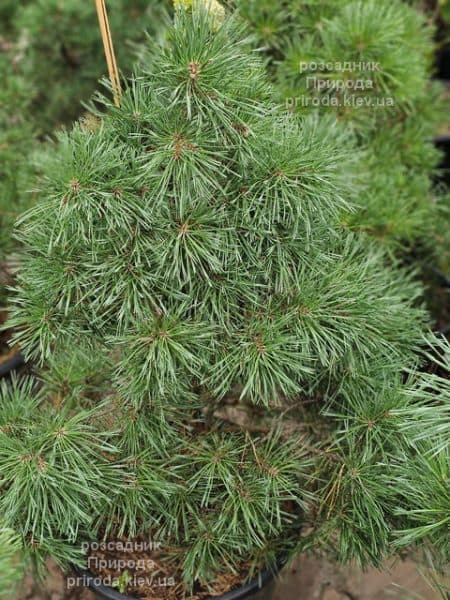 Сосна сильвестрис (Pinus sylvestris) ФОТО