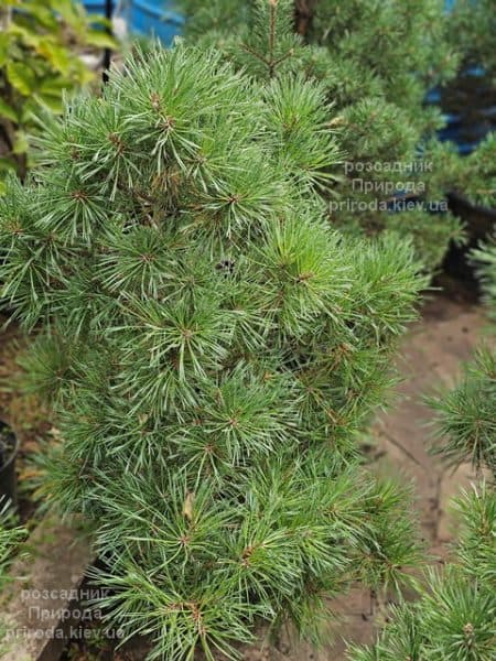 Сосна сильвестрис (Pinus sylvestris) ФОТО