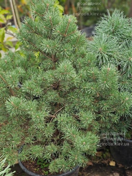 Сосна сильвестрис (Pinus sylvestris) ФОТО