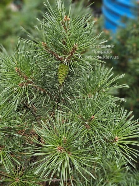 Сосна сильвестрис (Pinus sylvestris) ФОТО