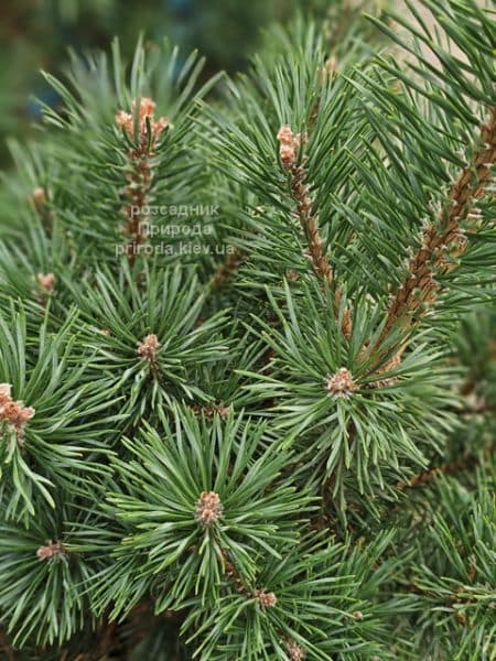 Сосна сильвестрис (Pinus sylvestris) ФОТО