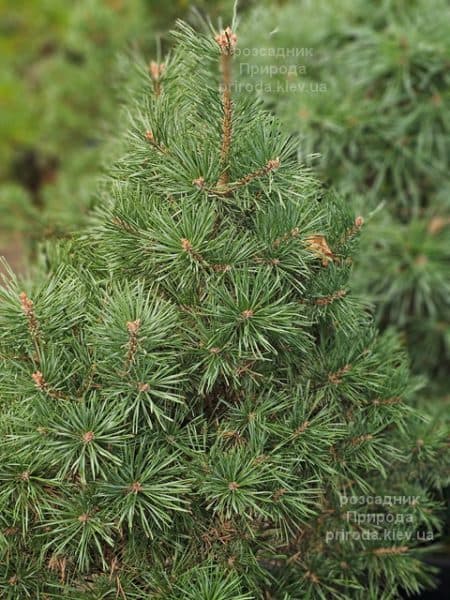 Сосна сильвестрис (Pinus sylvestris) ФОТО