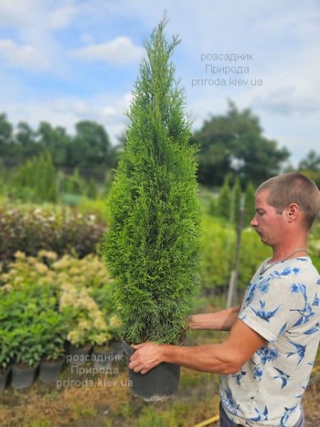 Туя західна Смарагд (Thuja occidentalis Smaragd) ФОТО