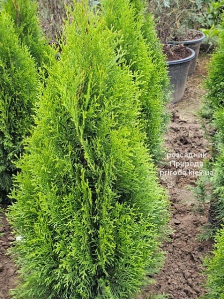 Туя західна Смарагд (Thuja occidentalis Smaragd) ФОТО