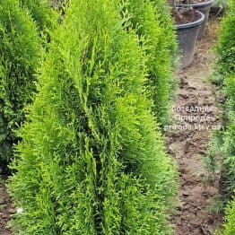 Туя західна Смарагд (Thuja occidentalis Smaragd) ФОТО