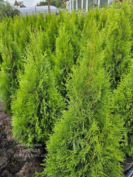 Туя західна Смарагд (Thuja occidentalis Smaragd) ФОТО