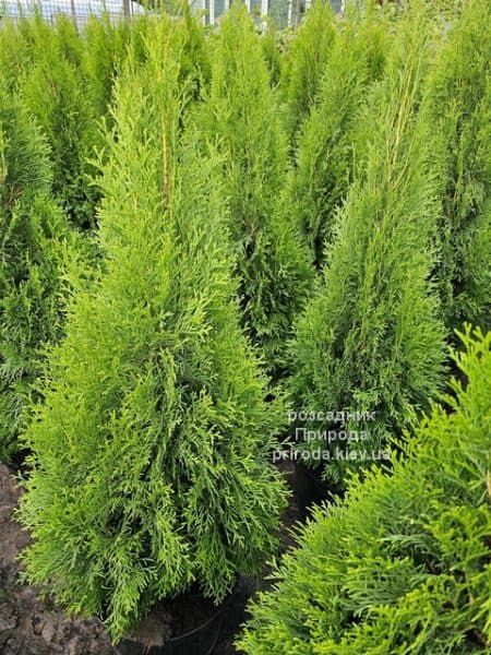 Туя західна Смарагд (Thuja occidentalis Smaragd) ФОТО