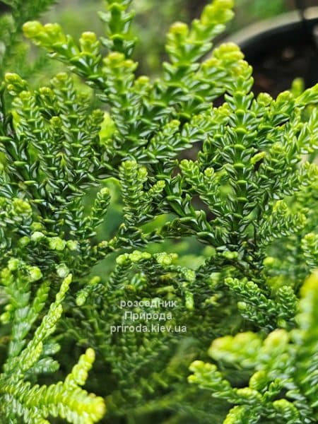 Туєвик японський Варієгата (Thujopsis dolabrata Variegata) ФОТО Розсадник рослин Природа