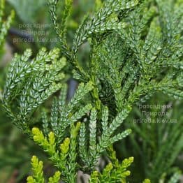 Туєвик японський Варієгата (Thujopsis dolabrata Variegata) ФОТО Розсадник рослин Природа