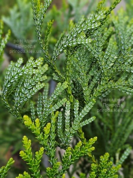 Туєвик японський Варієгата (Thujopsis dolabrata Variegata) ФОТО Розсадник рослин Природа