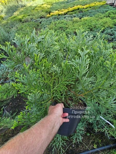 Туєвик японський Варієгата (Thujopsis dolabrata Variegata) ФОТО Розсадник рослин Природа