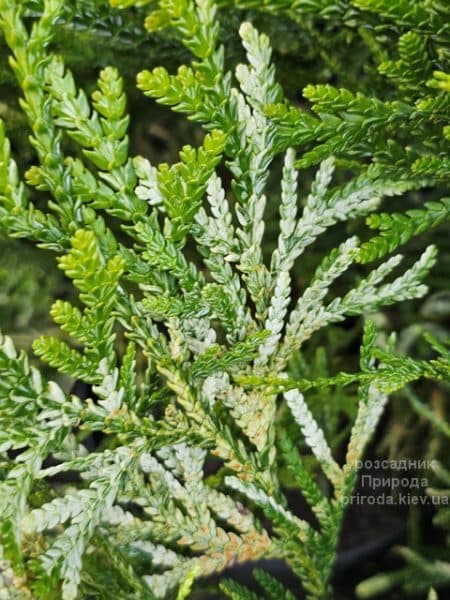 Туєвик японський Варієгата (Thujopsis dolabrata Variegata) ФОТО Розсадник рослин Природа