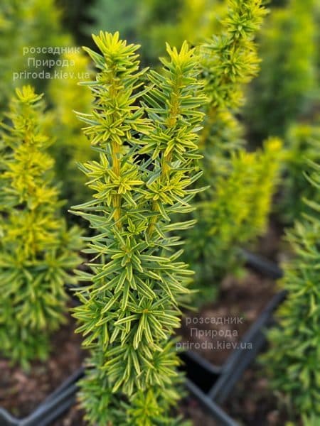 Тис ягідний Давид (Taxus baccata David) ФОТО