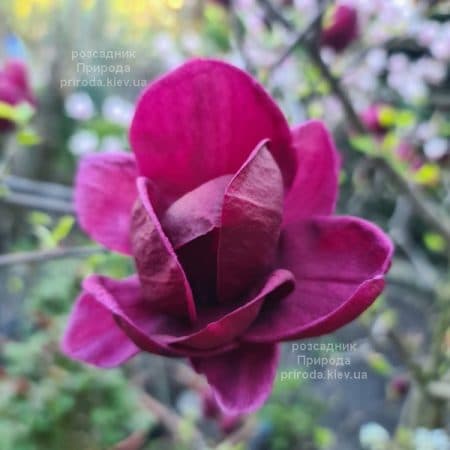 Магнолія Джені (Magnolia Genie) ФОТО Розсадник рослин Природа (58)
