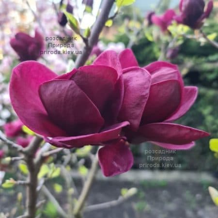Магнолія Джені (Magnolia Genie) ФОТО Розсадник рослин Природа (59)