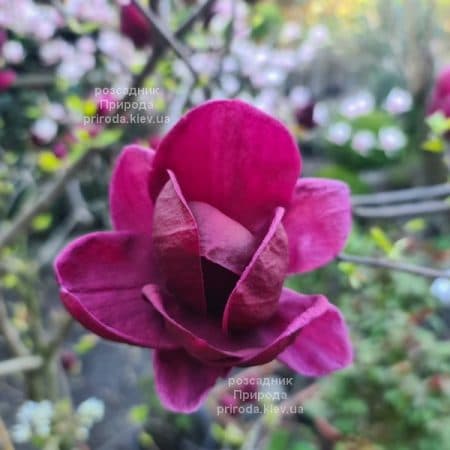 Магнолія Джені (Magnolia Genie) ФОТО Розсадник рослин Природа (61)