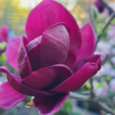 Магнолія Джені (Magnolia Genie) ФОТО Розсадник рослин Природа (63)