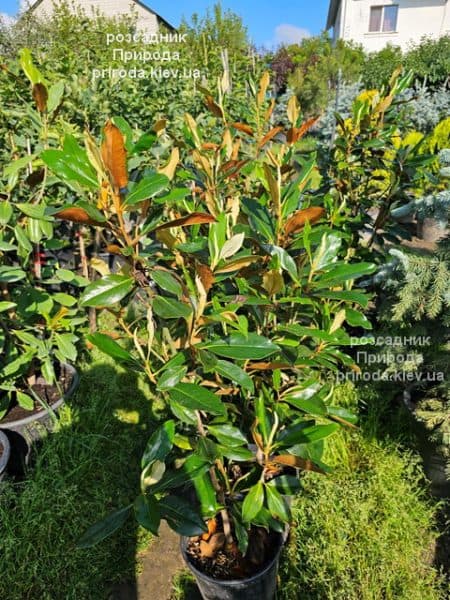 Магнолія вічнозелена великоквіткова Літл Джем (Magnolia grandiflora Little Gem) ФОТО Розсадник рослин Природа