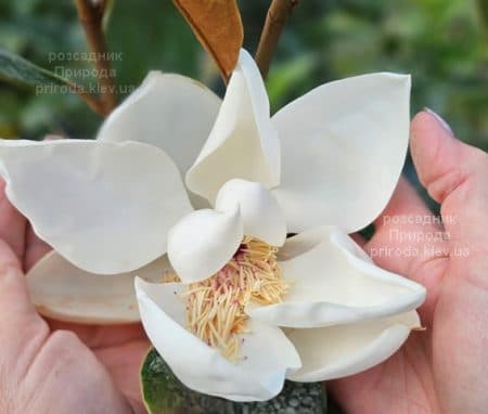 Магнолія вічнозелена великоквіткова Літл Джем (Magnolia grandiflora Little Gem) ФОТО Розсадник рослин Природа