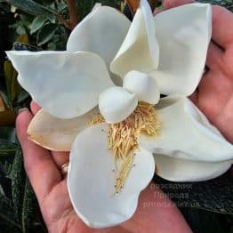 Магнолія вічнозелена великоквіткова Літл Джем (Magnolia grandiflora Little Gem) ФОТО Розсадник рослин Природа
