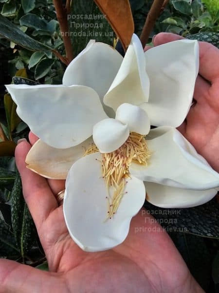 Магнолія вічнозелена великоквіткова Літл Джем (Magnolia grandiflora Little Gem) ФОТО Розсадник рослин Природа