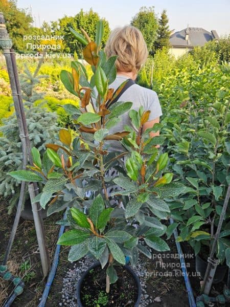 Магнолія вічнозелена великоквіткова Літл Джем (Magnolia grandiflora Little Gem) ФОТО Розсадник рослин Природа