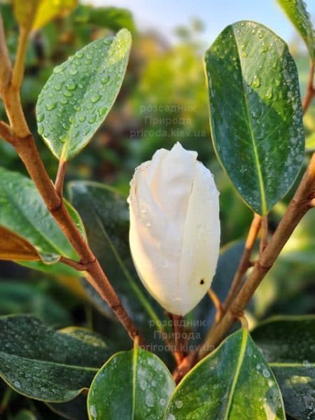 Магнолія вічнозелена великоквіткова Літл Джем (Magnolia grandiflora Little Gem) ФОТО Розсадник рослин Природа