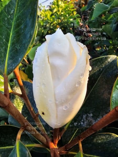 Магнолія вічнозелена великоквіткова Літл Джем (Magnolia grandiflora Little Gem) ФОТО Розсадник рослин Природа