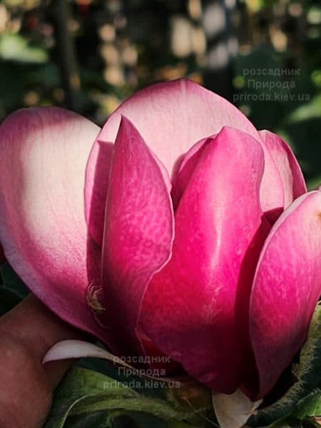 Магнолія Суланжа Камея (Magnolia soulangeana Cameo) ФОТО Розсадник рослин Природа