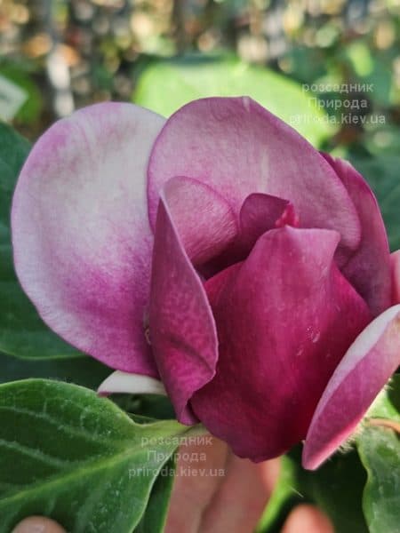 Магнолія Суланжа Камея (Magnolia soulangeana Cameo) ФОТО Розсадник рослин Природа (15)